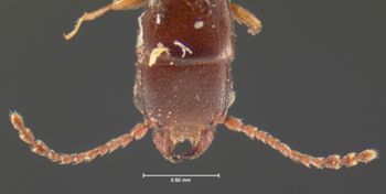 Media type: image;   Entomology 6793 Aspect: head dorsal view